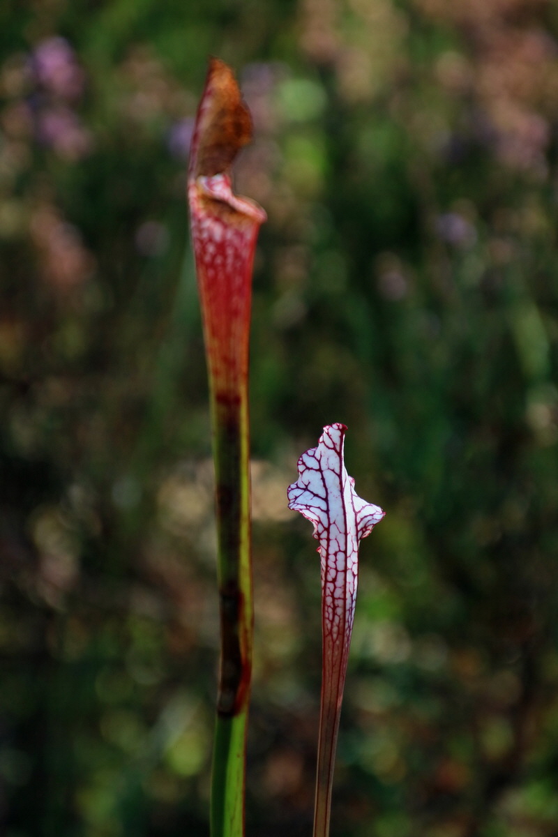 2016_09_08_028154p_Bildgr��e �ndern