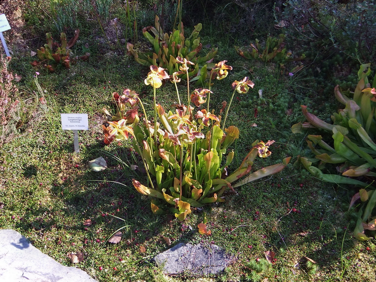 DSCF0517p_Bildgr��e �ndern