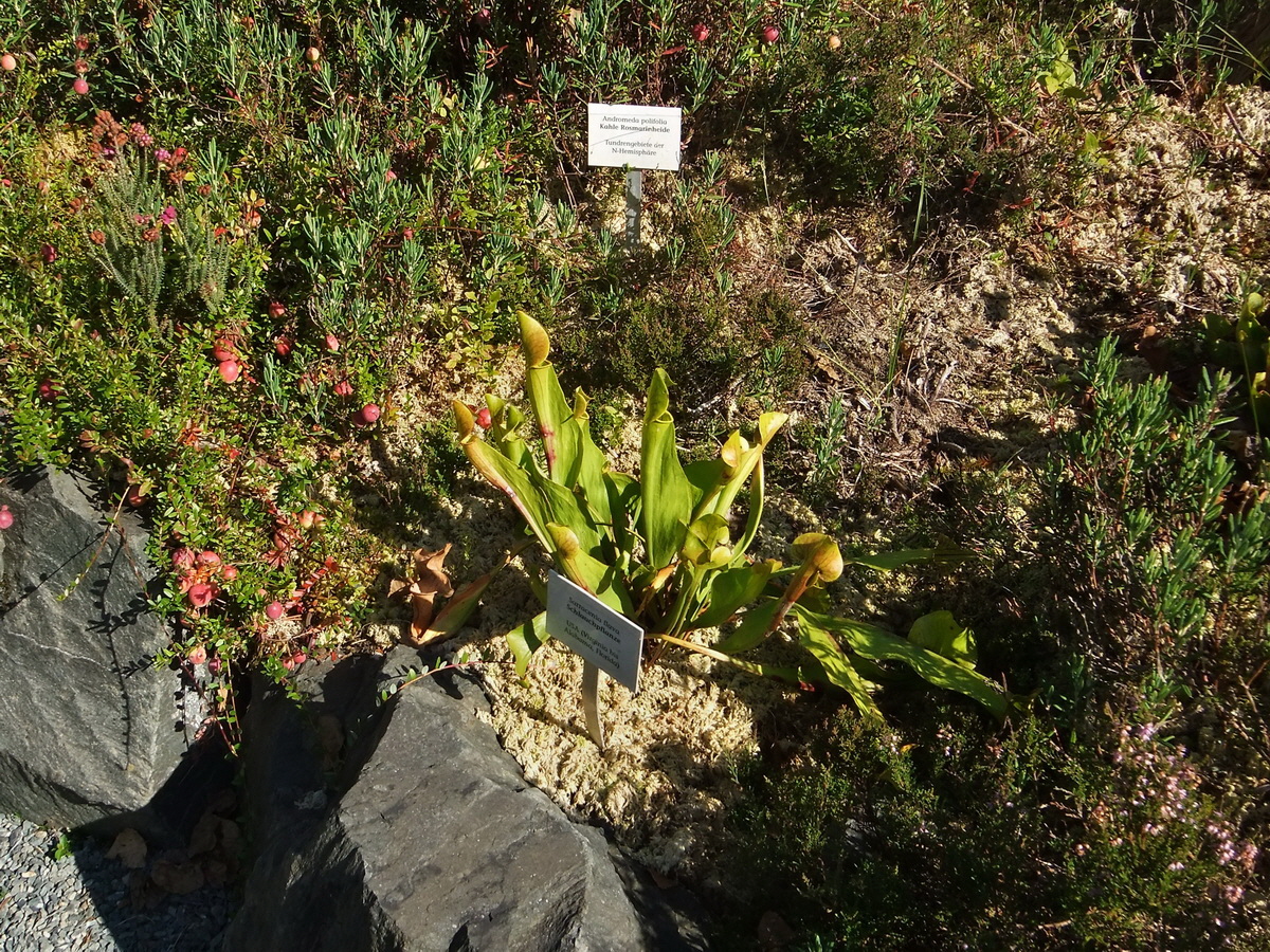 DSCF0520p_Bildgr��e �ndern