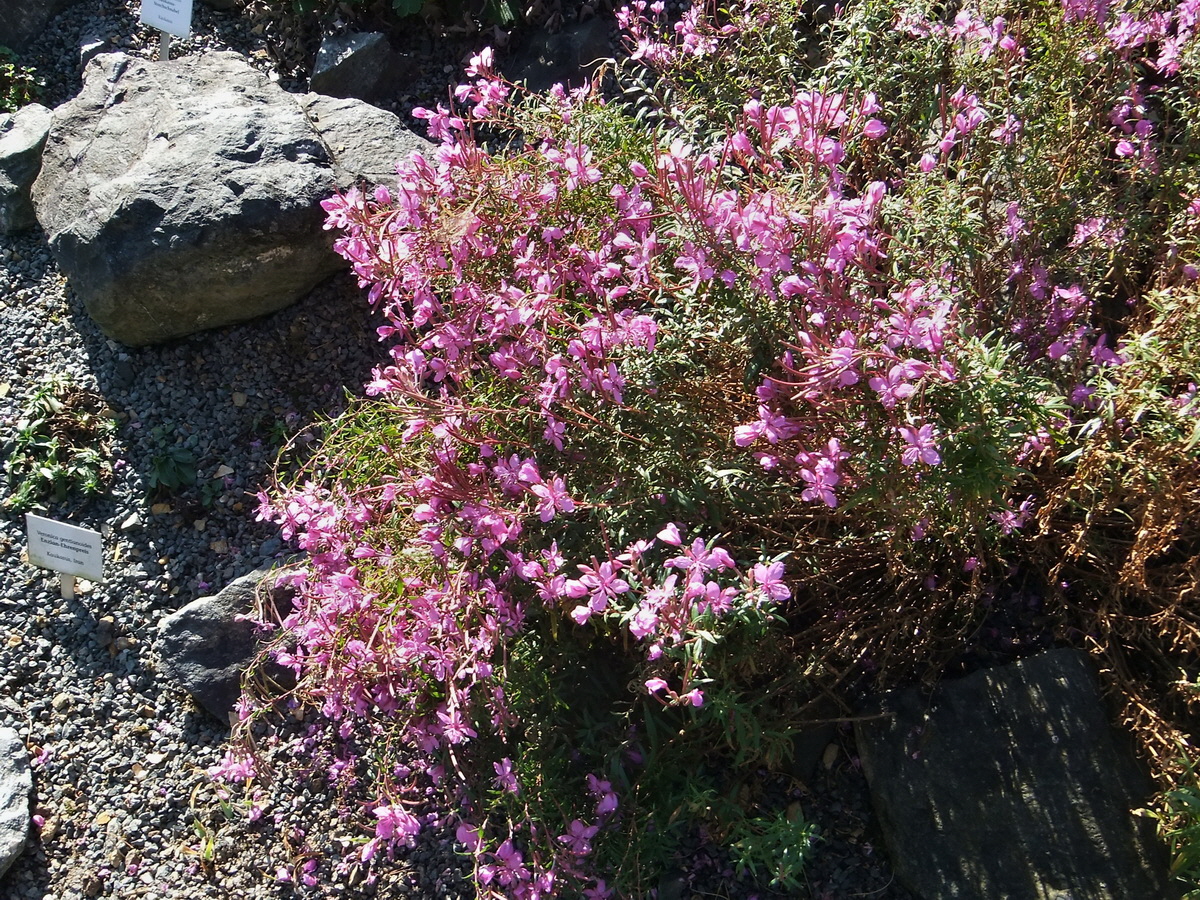 DSCF0547p_Bildgr��e �ndern