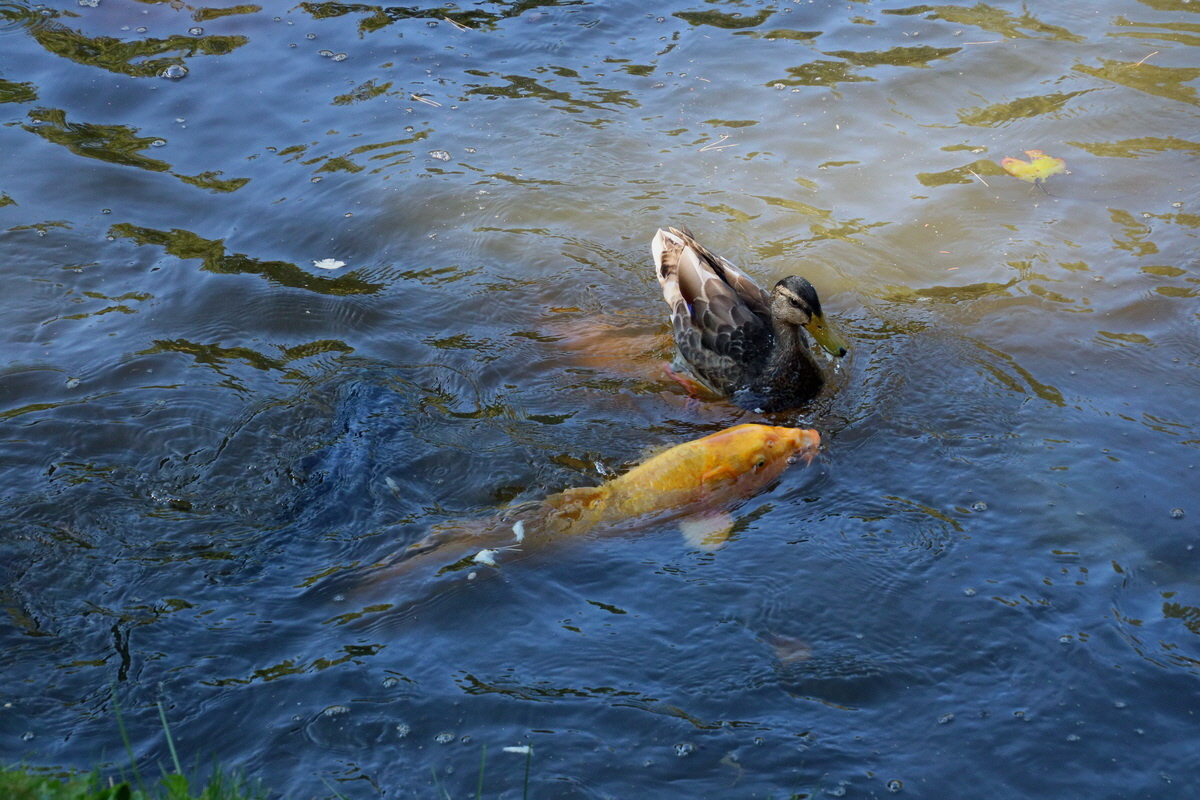 2016_09_08_028025p_Bildgr��e �ndern