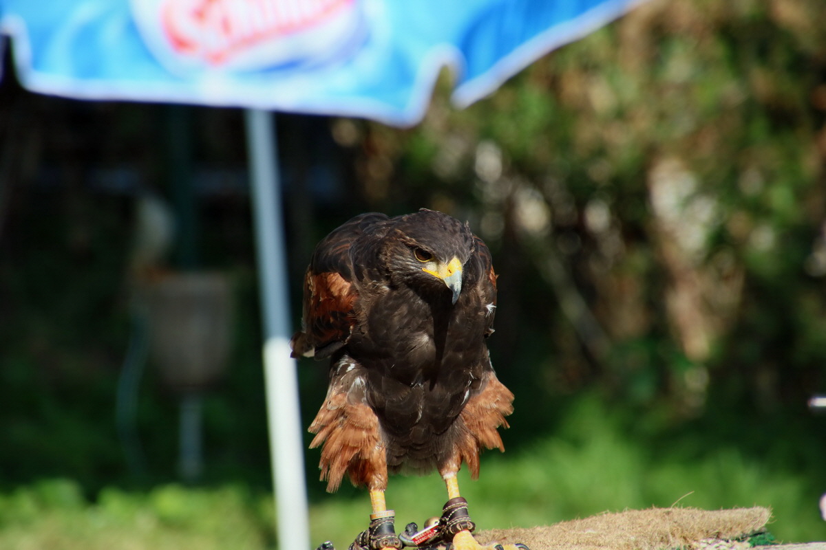 2016_09_15_029927p_Bildgr��e �ndern