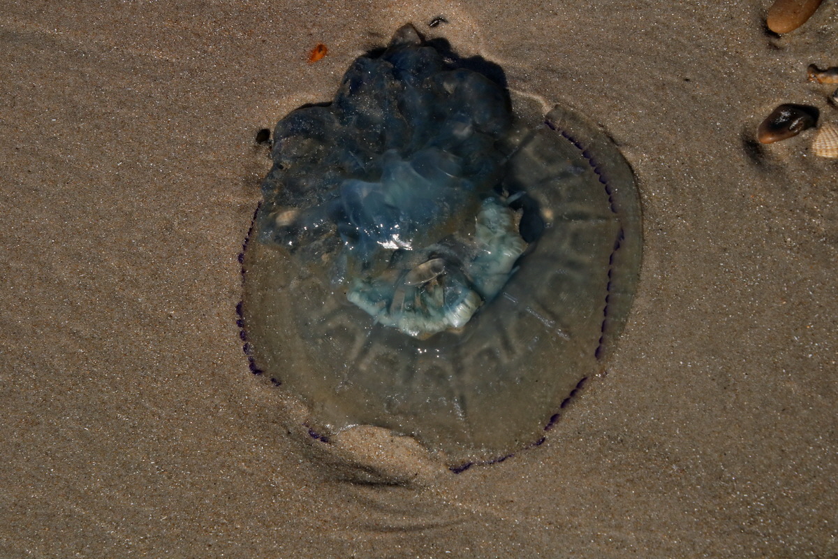 2015_09_08_014138p_Bildgr��e �ndern