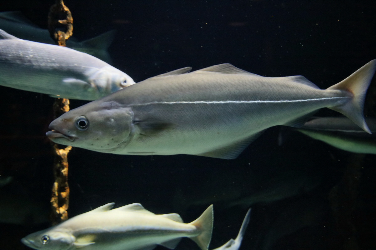 2015_09_12_016086p_Bildgr��e �ndern