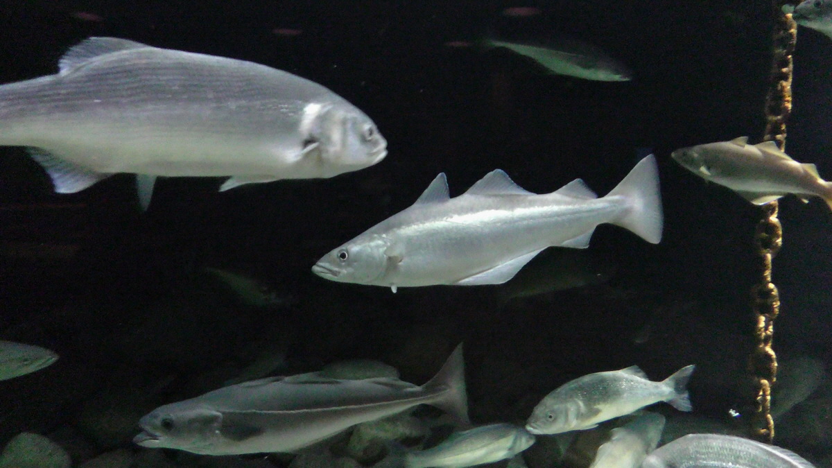 09-12-2015_145559(1)p_Bildgr��e �ndern