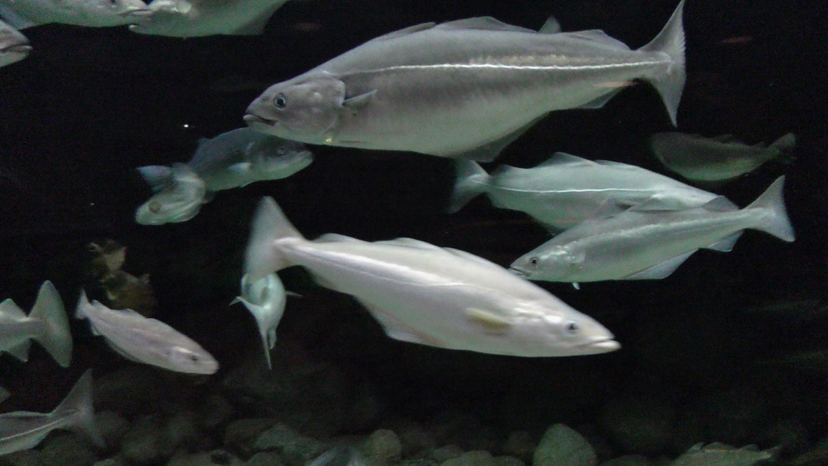 09-12-2015_145559(2)p_Bildgr��e �ndern