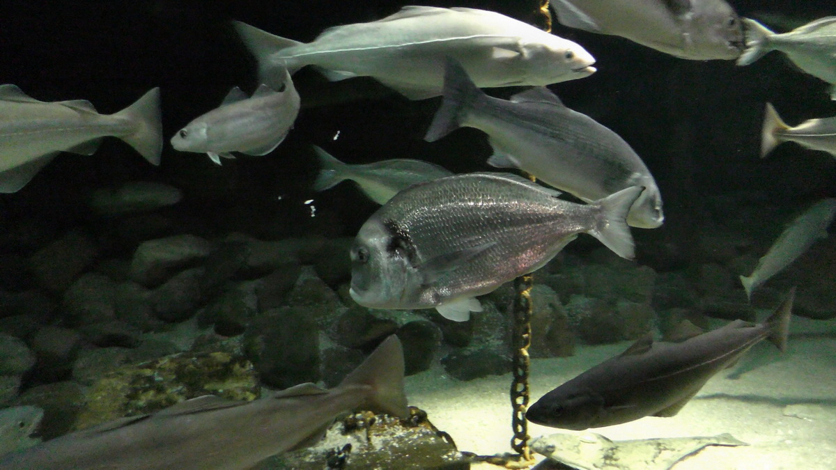 09-12-2015_145559(3)p_Bildgr��e �ndern