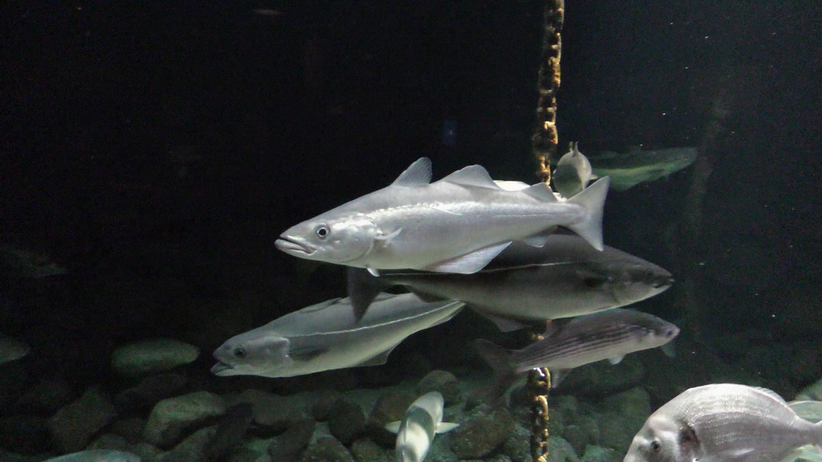 09-12-2015_145559p_Bildgr��e �ndern