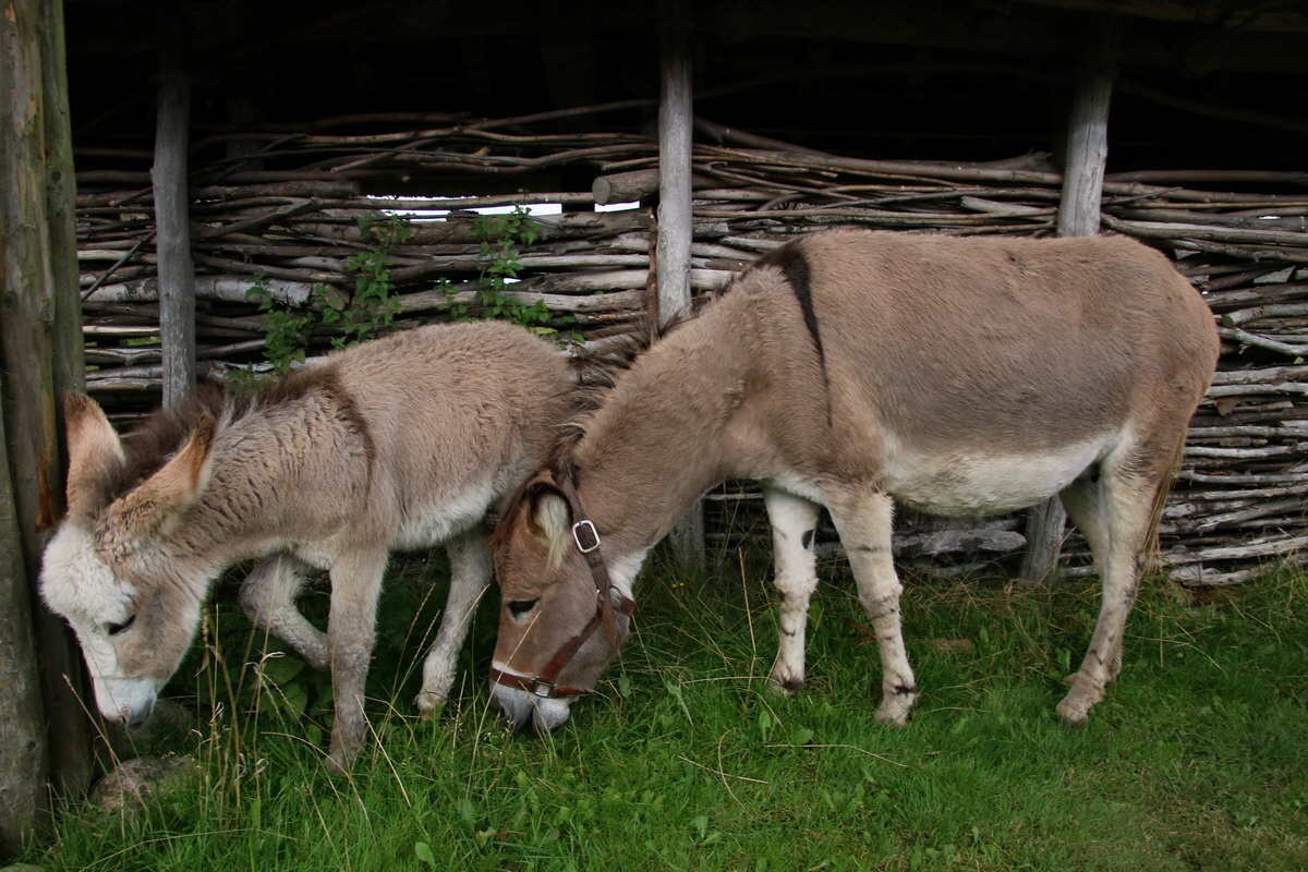 2015_09_15_016742p_Bildgr��e �ndern