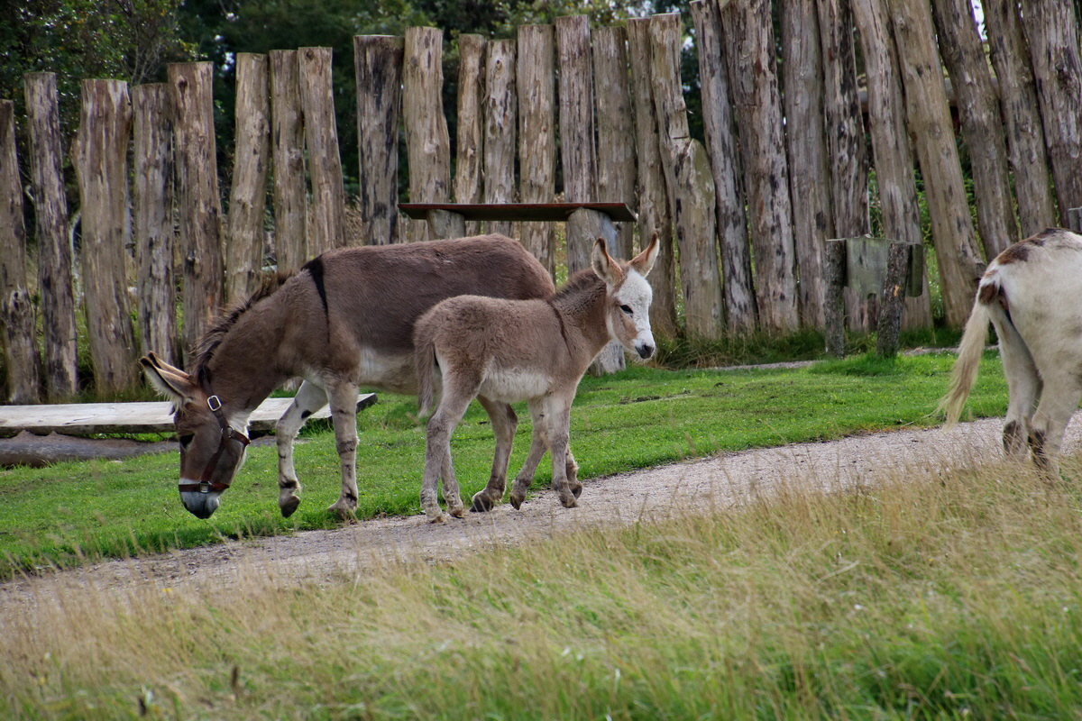 2015_09_15_016900p_Bildgr��e �ndern