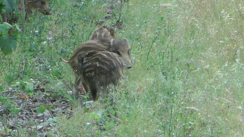 20110718_194239(1)_Bildgr��e �ndern