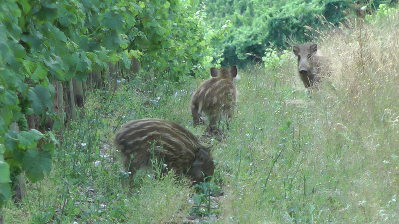 20110718_194239(2)_Bildgr��e �ndern