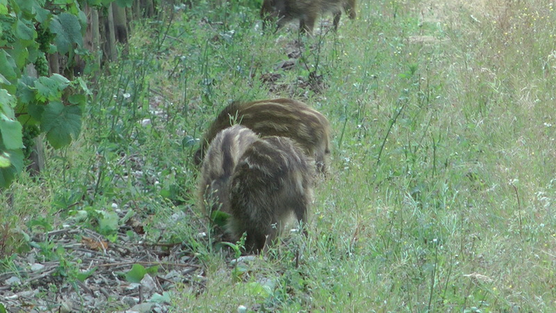 20110718_194239_Bildgr��e �ndern