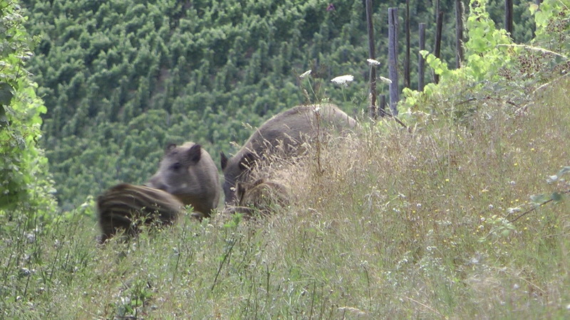 20110718_194719(1)_Bildgr��e �ndern