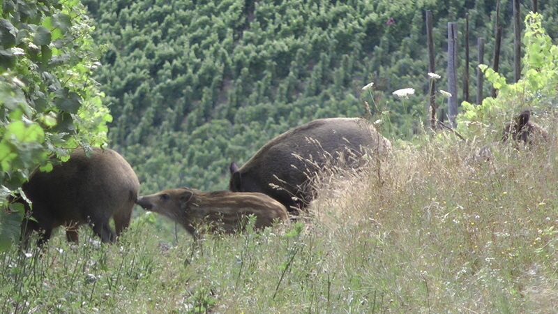 20110718_194719(2)_Bildgr��e �ndern