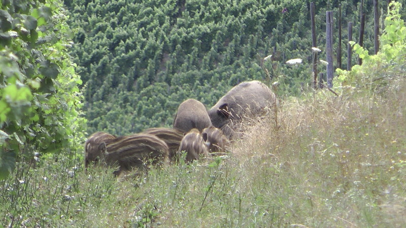 20110718_194719(4)_Bildgr��e �ndern