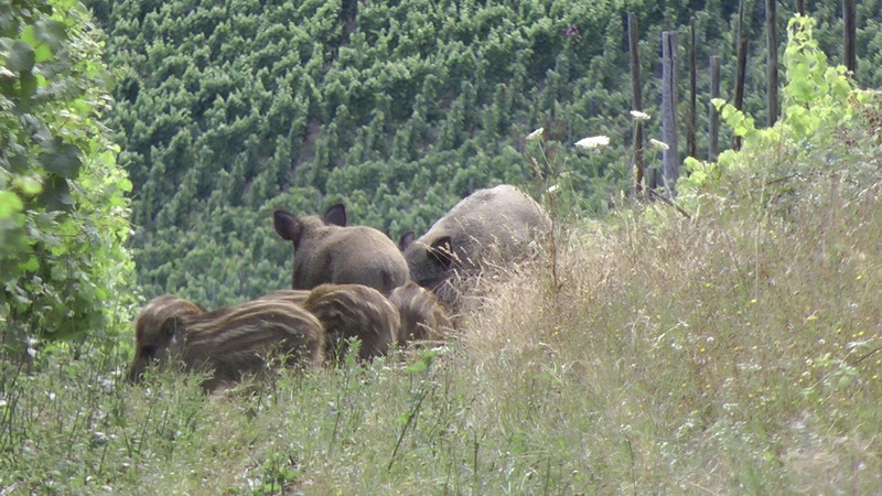 20110718_194719(5)_Bildgr��e �ndern