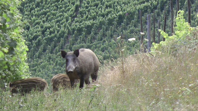 20110718_194719(6)_Bildgr��e �ndern