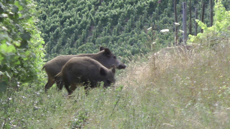 20110718_194719_Bildgr��e �ndern