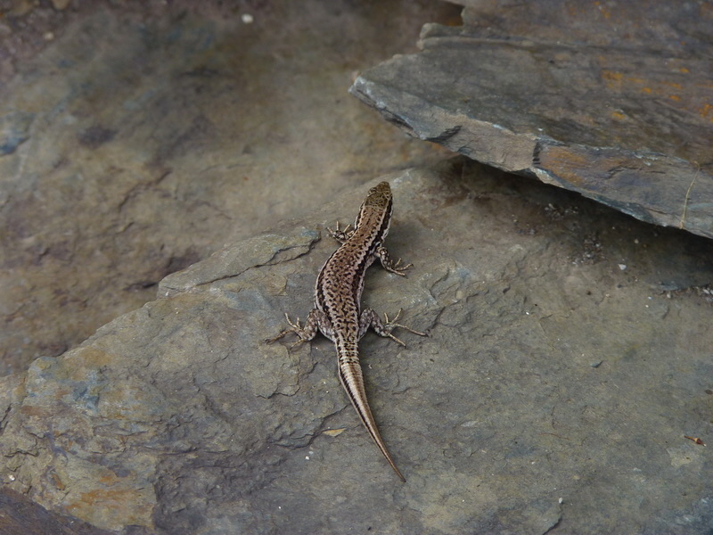 P1130039_Bildgr��e �ndern