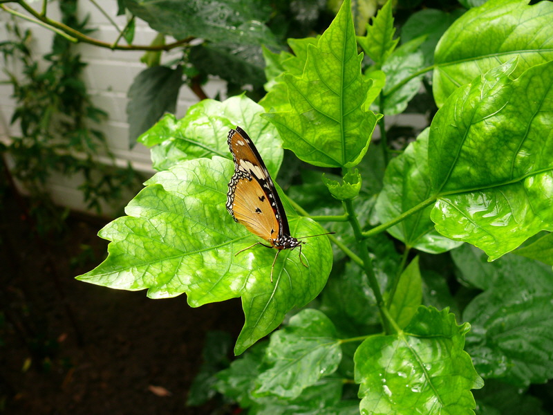 P3210505_Bildgr��e �ndern