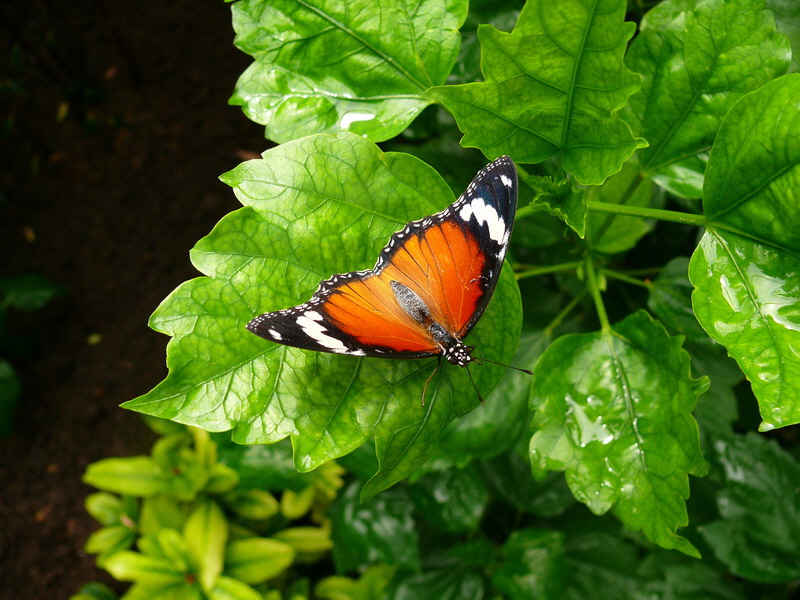 P3210506_Bildgr��e �ndern