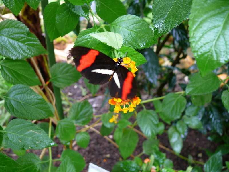 P3210571_Bildgr��e �ndern