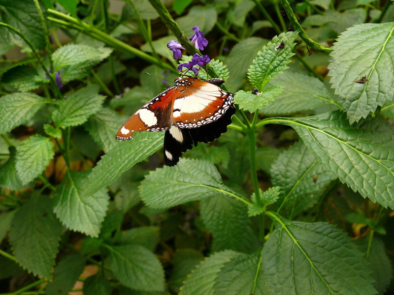 P3210592_Bildgr��e �ndern