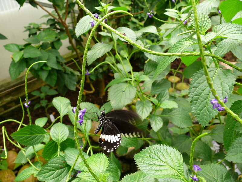 P3210599_Bildgr��e �ndern