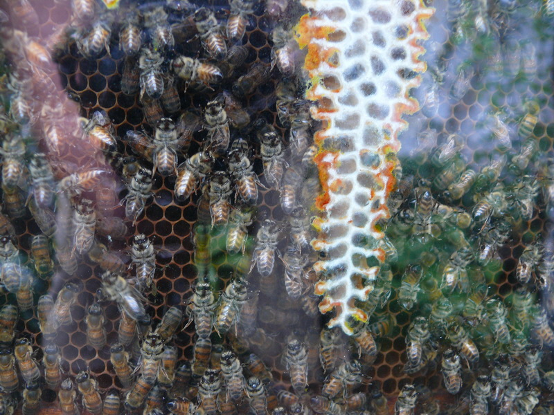 P3210605_Bildgr��e �ndern