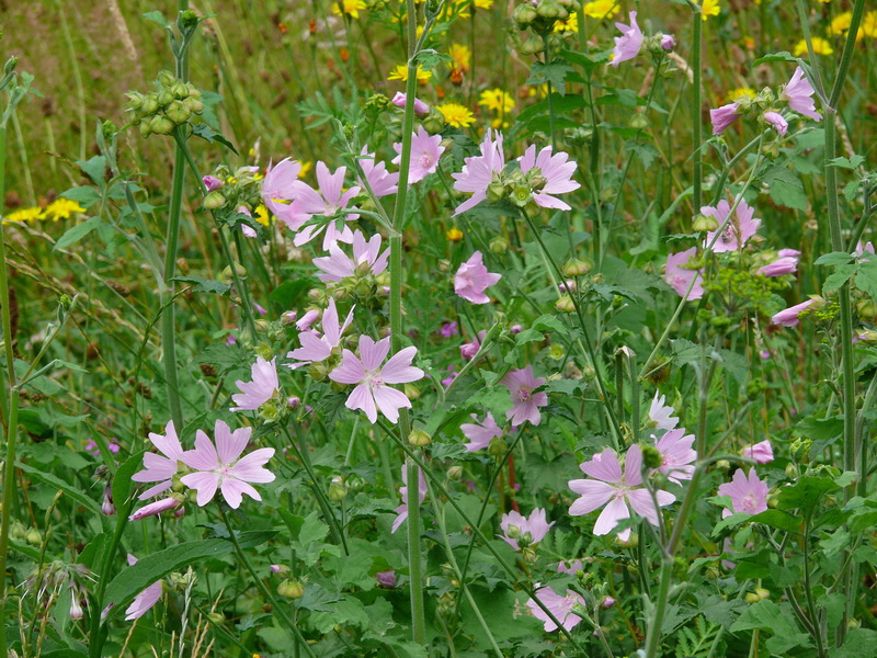 P3210842_Bildgr��e �ndern