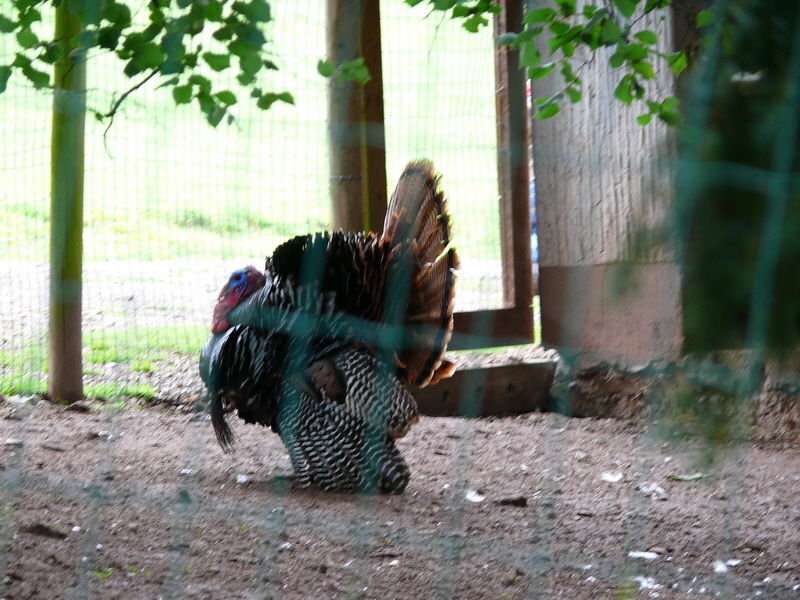 P3220442_Bildgr��e �ndern