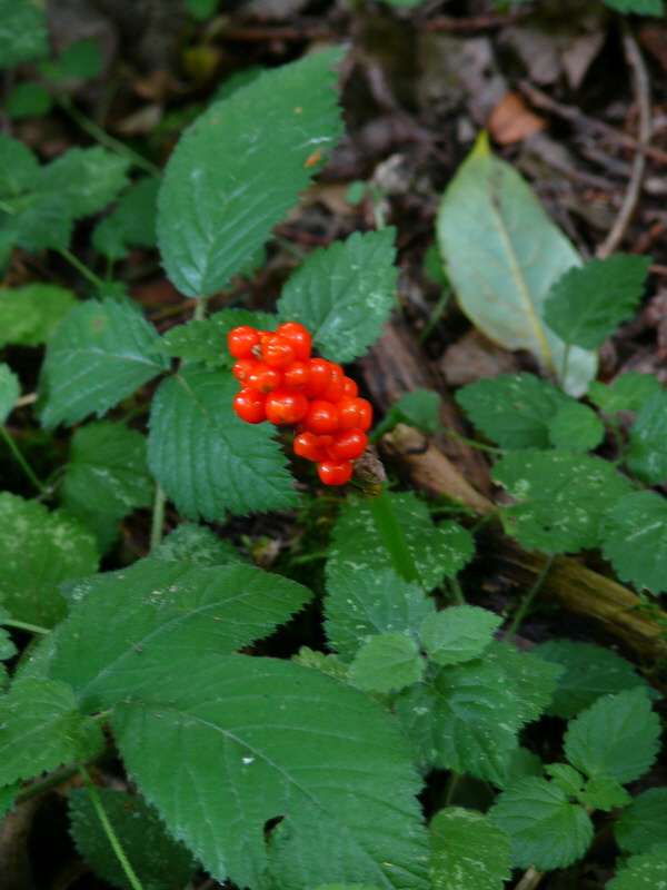 P3220840_Bildgr��e �ndern