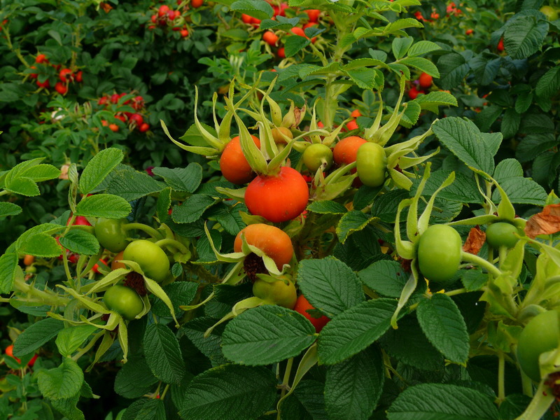 P3220971_Bildgr��e �ndern