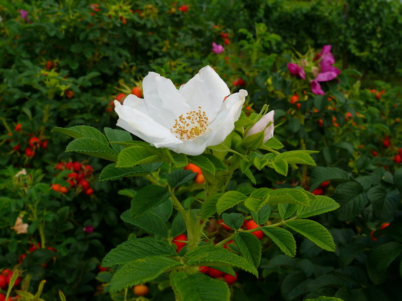 P3220974_Bildgr��e �ndern