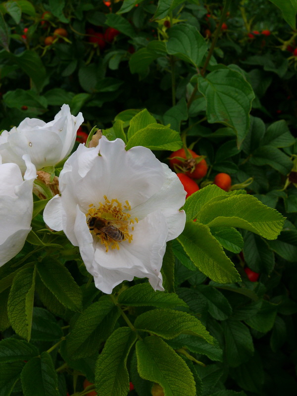 P3220981_Bildgr��e �ndern