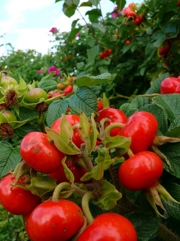 P3220985_Bildgr��e �ndern