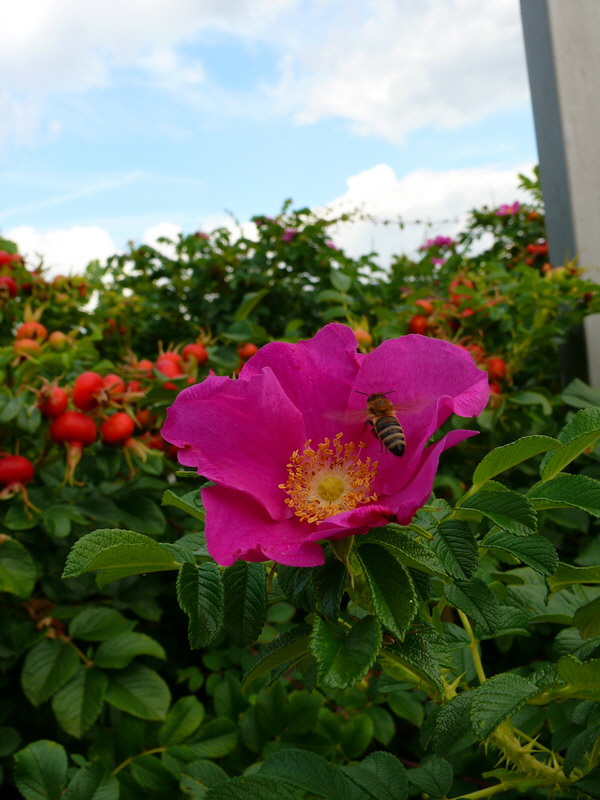 P3220998_Bildgr��e �ndern