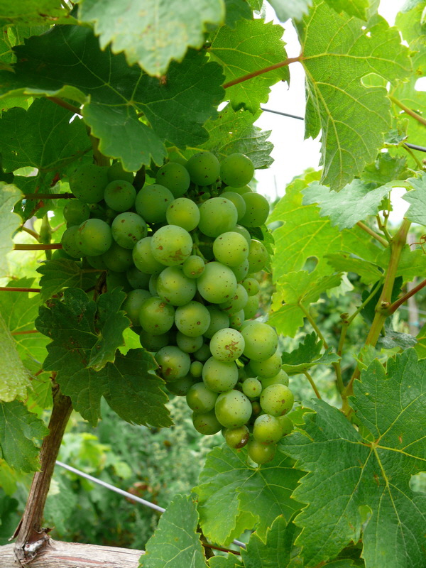 P3230942_Bildgr��e �ndern