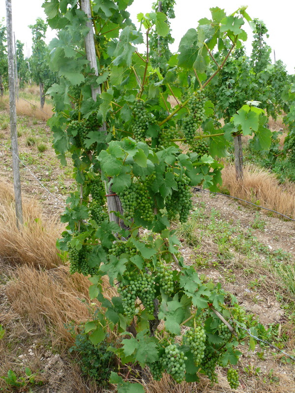 P3230975_Bildgr��e �ndern