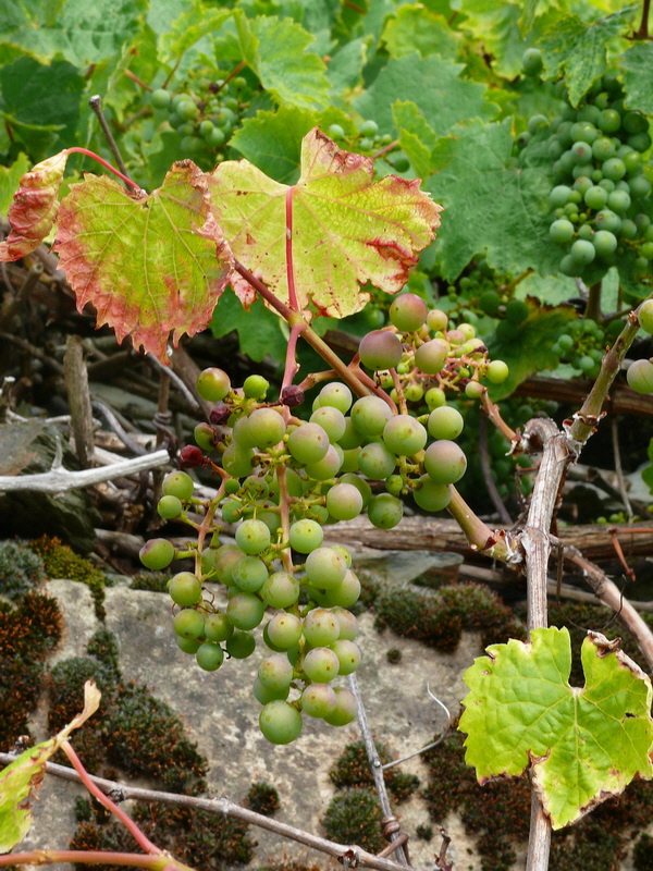 P3240188_Bildgr��e �ndern