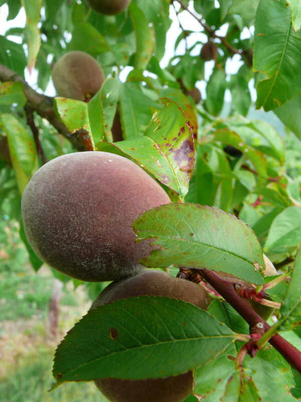 P3240241_Bildgr��e �ndern