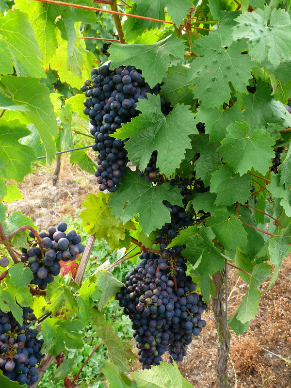 P3240277_Bildgr��e �ndern