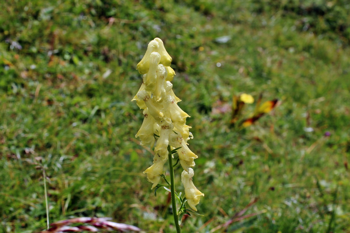 2014_08_01_00007943p_Bildgr��e �ndern