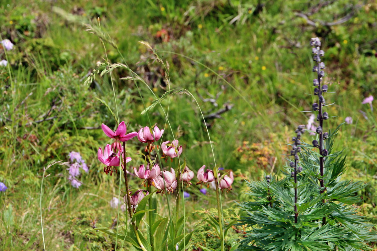 2014_08_01_00007994p_Bildgr��e �ndern