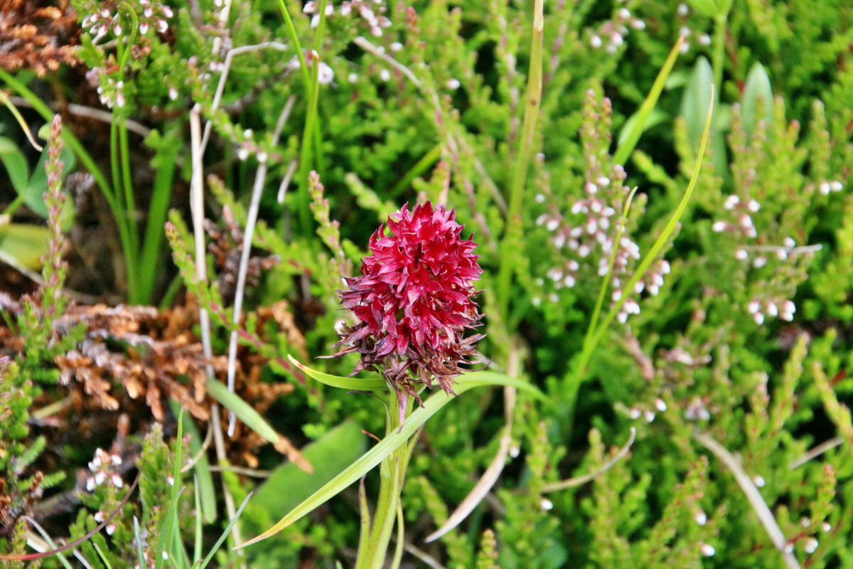 2014_08_01_00008003p_Bildgr��e �ndern