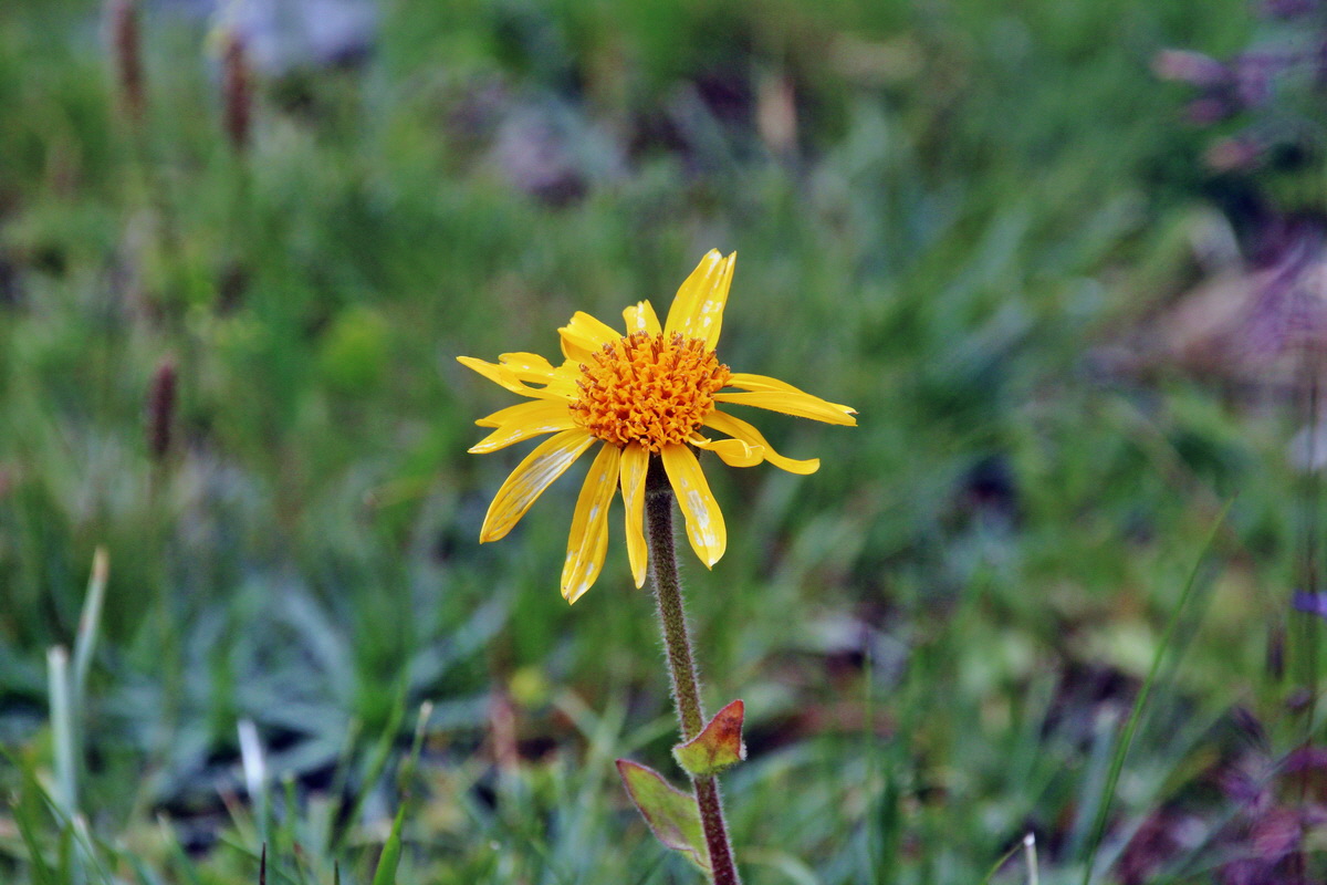 2014_08_01_00008005p_Bildgr��e �ndern