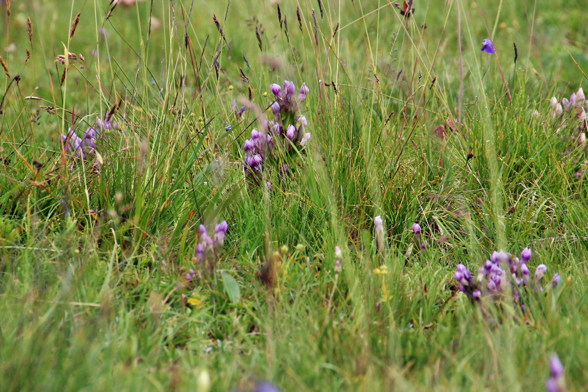 2014_08_01_00008014p_Bildgr��e �ndern