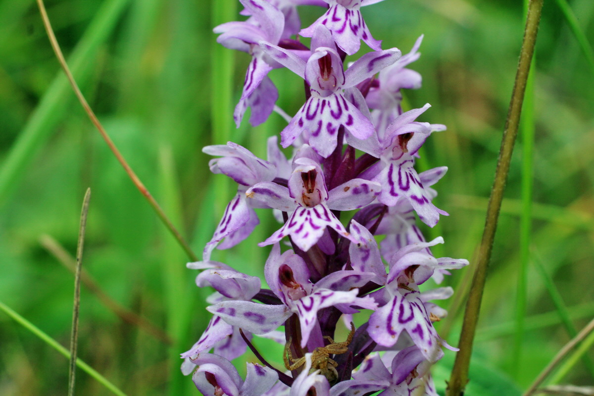 2014_07_20_00002904p_Bildgr��e �ndern