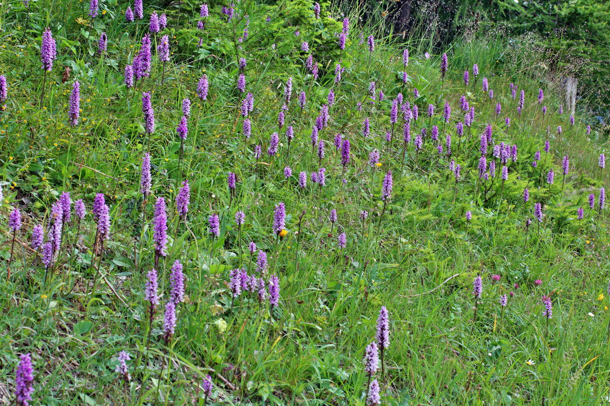 2014_07_20_00002938p_Bildgr��e �ndern